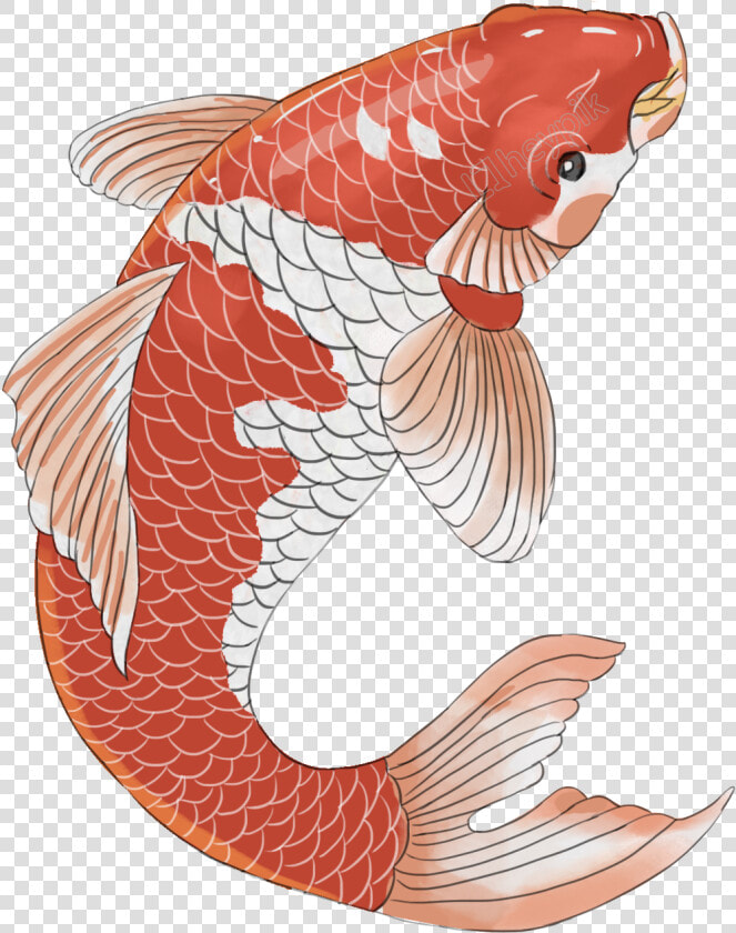 Chinese Style Koi Design Image   Chinese Koi Fish Png  Transparent PngTransparent PNG