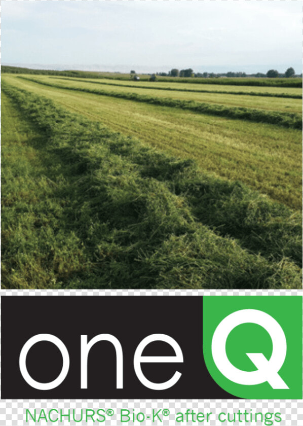 Alfalfa Cutting   Field  HD Png DownloadTransparent PNG