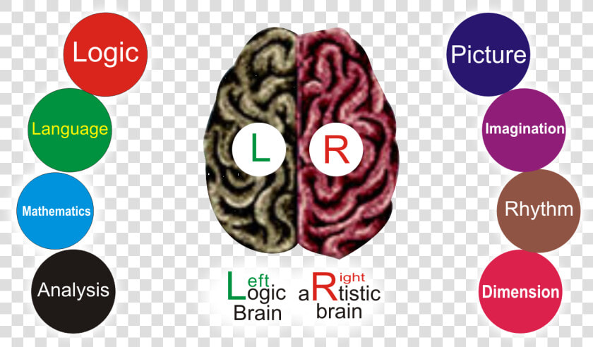 Scientifically Human Brain Is Divided Into Two Parts   Bracelet  HD Png DownloadTransparent PNG