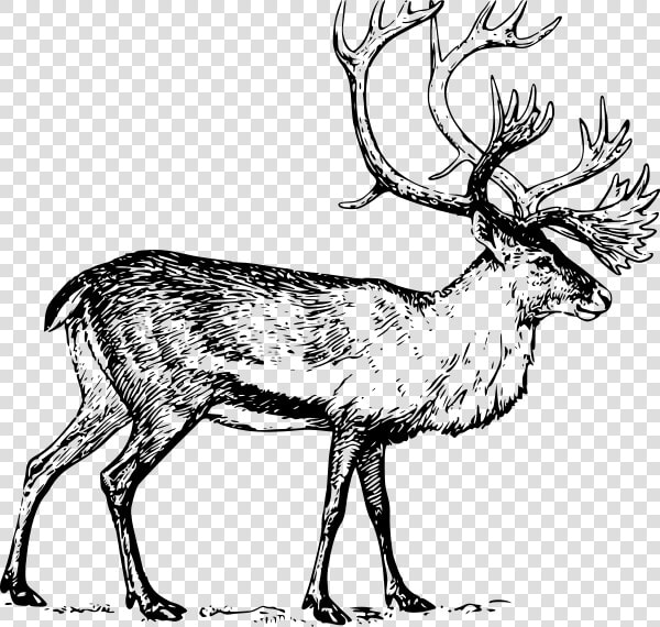 Caribou Png Clip Arts   Caribou Clip Art  Transparent PngTransparent PNG