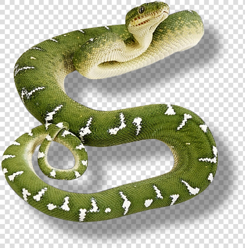 Clip Art Green Viper Snake   Transparent Background Snake Png  Png DownloadTransparent PNG