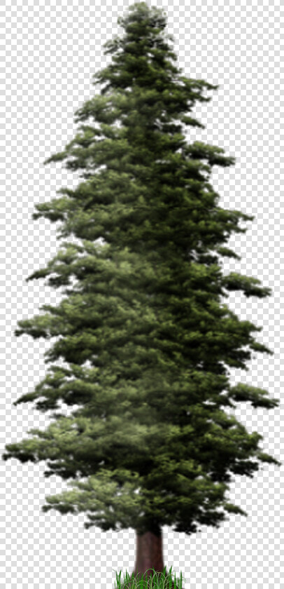 Download Pine Tree Png File For Designing Projects   Pine Tree Fir Png  Transparent PngTransparent PNG