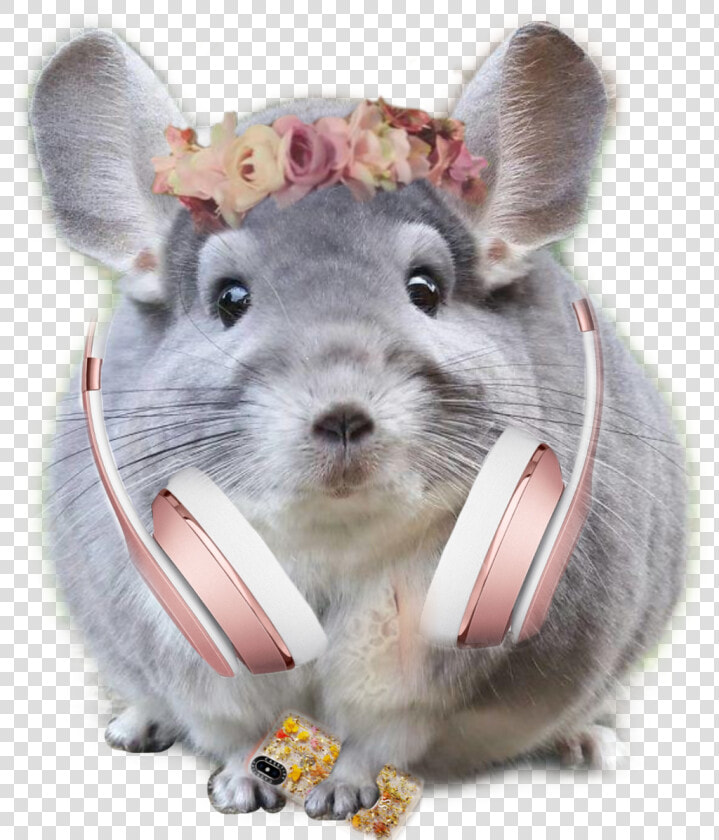 Chinchilla Who Loves Music   Cute Chinchillas  HD Png DownloadTransparent PNG