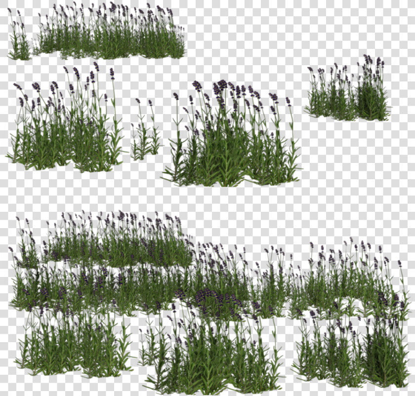 Wetland Grass For Photoshop  HD Png DownloadTransparent PNG