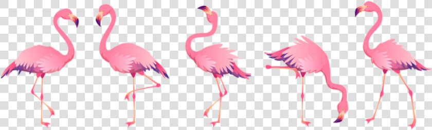  flamingo  bird  tropical  summer  watercolor   Pink Flamingos Flamingo Beach Flamingo  HD Png DownloadTransparent PNG