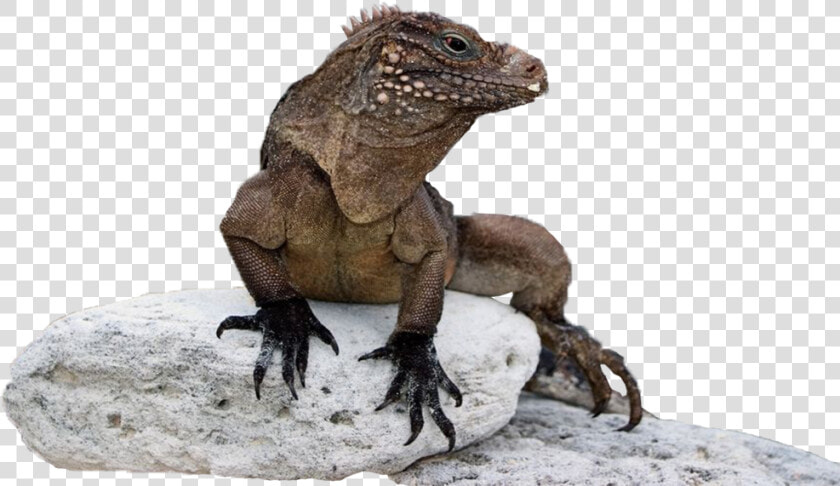 Thumb Image   Green Iguana  HD Png DownloadTransparent PNG