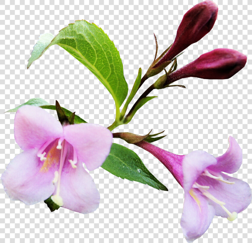 Shradhanjali Flowers Png  Transparent PngTransparent PNG