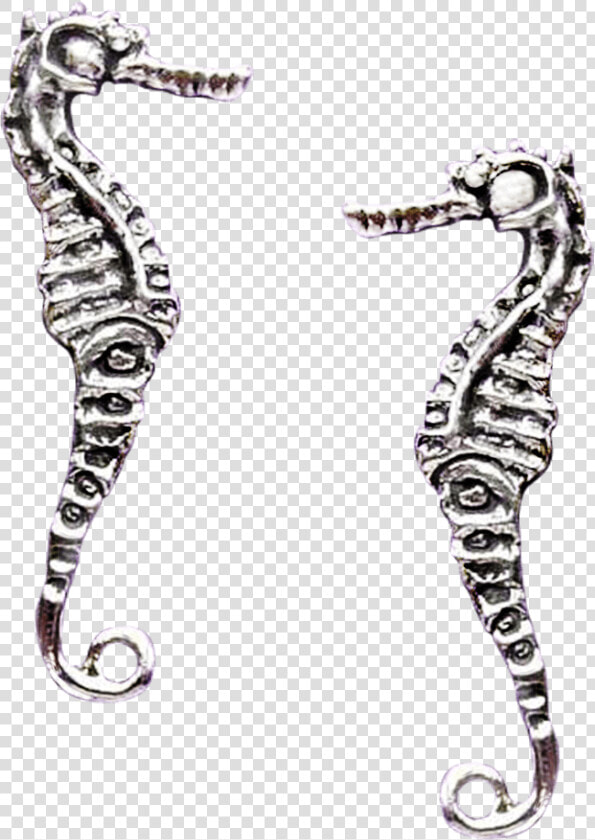 Transparent Seahorse Png   Northern Seahorse  Png DownloadTransparent PNG