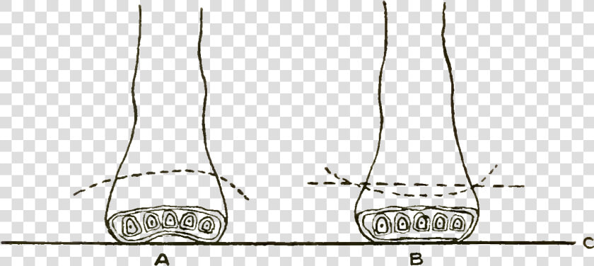 Foot Care And Shoe Fitting fig5 Cross Section Of Feet   Metatarsal Bones Forming Anterior Arch  HD Png DownloadTransparent PNG