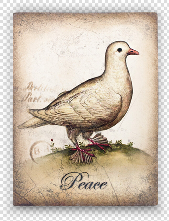 Sid Dickens Dove  HD Png DownloadTransparent PNG