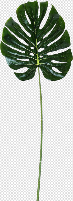 Monstera Leaf  HD Png DownloadTransparent PNG