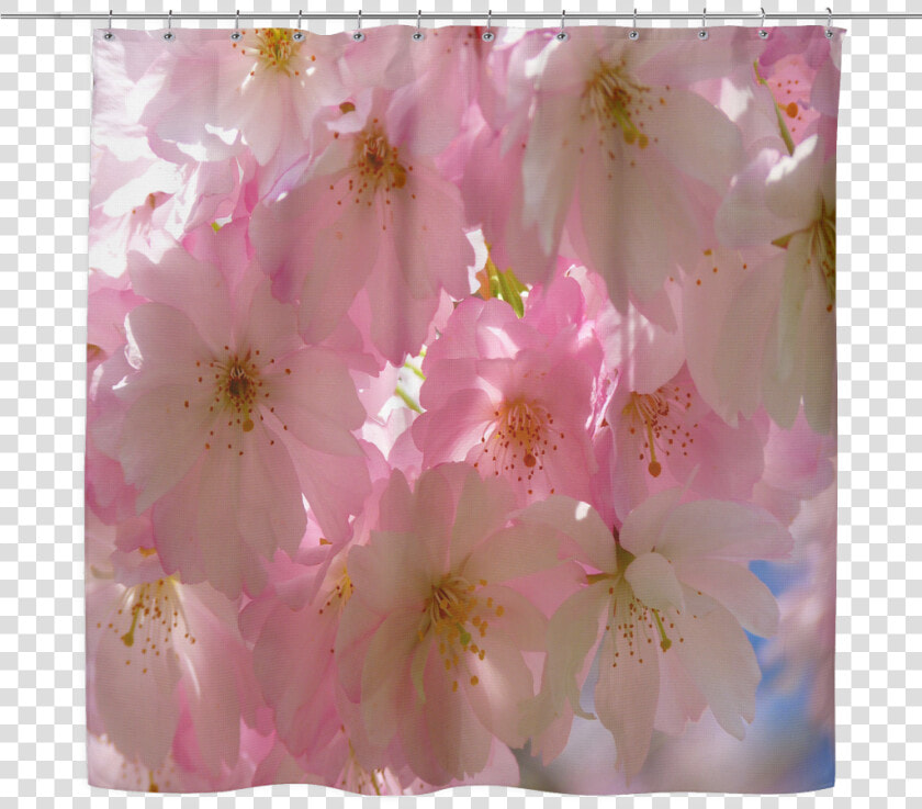 Transparent Cherry Blossom Tree Png   Cherry Blossom  Png DownloadTransparent PNG