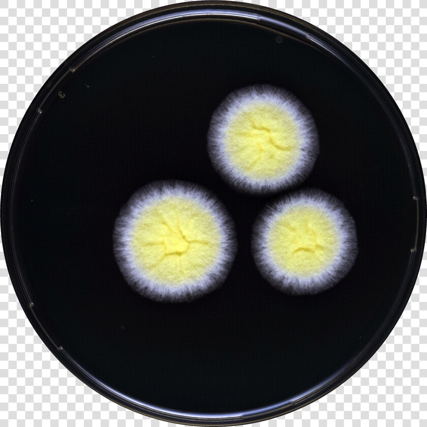 Aspergillus Tonophilus Yes   Circle  HD Png DownloadTransparent PNG