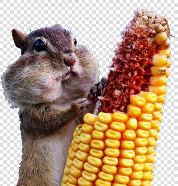 Ardilla Comiendo Maiz   Full Hd 4k Animales  HD Png DownloadTransparent PNG