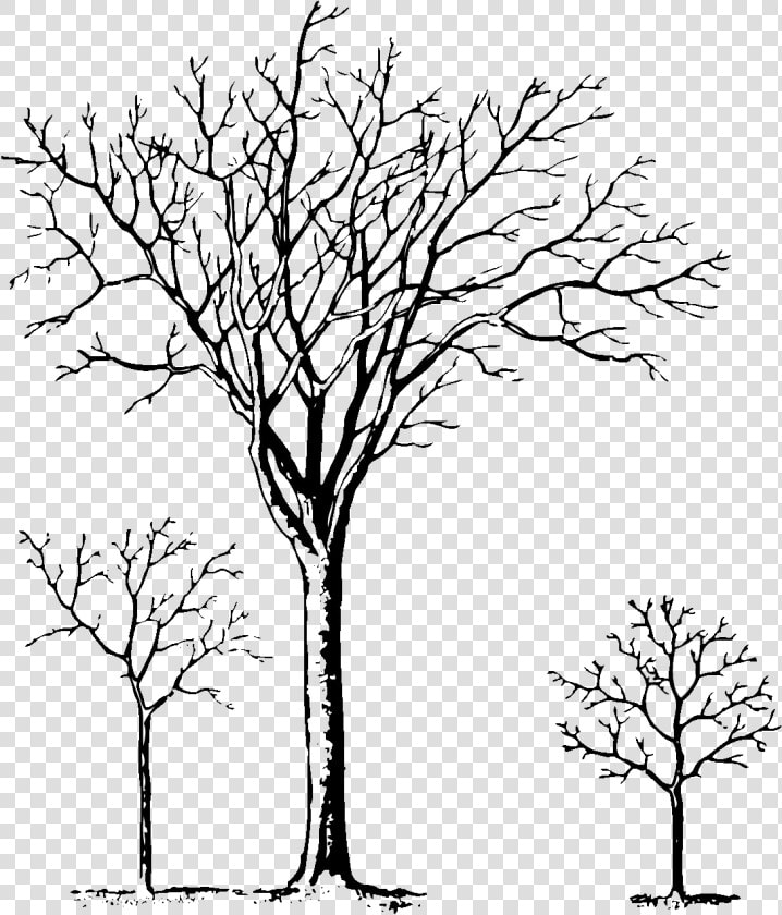 Pine Tree Clipart Black And White   Christmas Tree   Tree  HD Png DownloadTransparent PNG