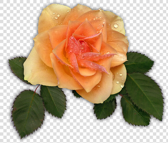 Rose  Apricot  Flower  Blossom  Bloom   Galho De Folhas De Rosa Png  Transparent PngTransparent PNG