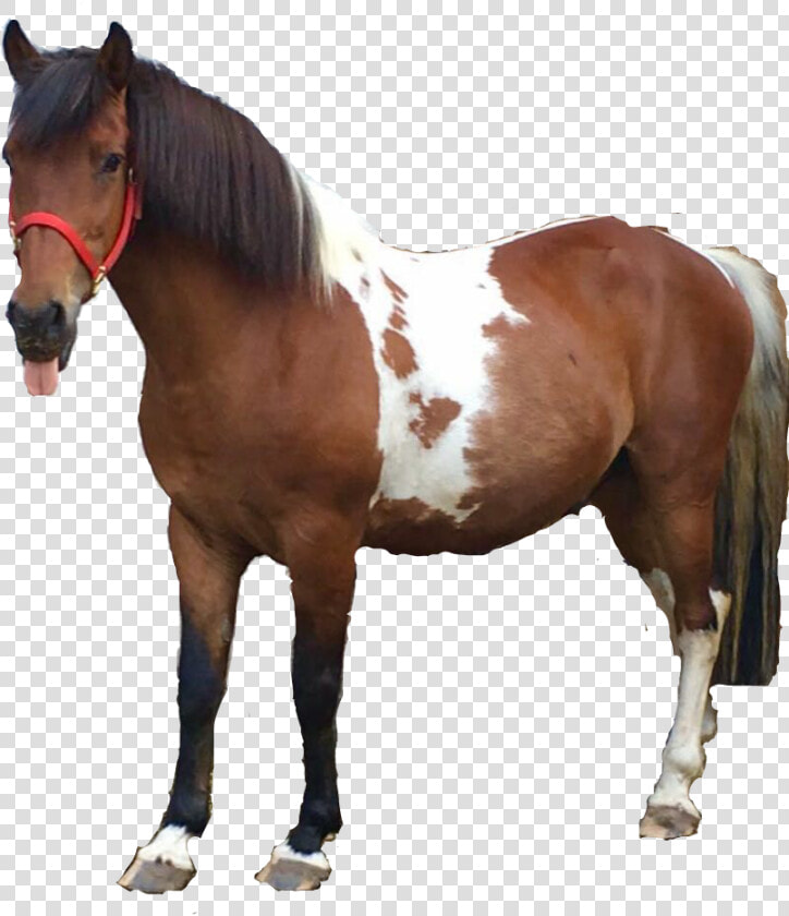  funny Horse   Sorrel  HD Png DownloadTransparent PNG