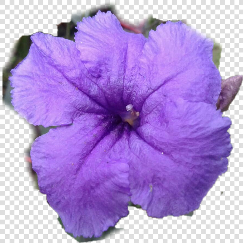  petunia Mexicana  ruelia   Mexican Petunia  HD Png DownloadTransparent PNG