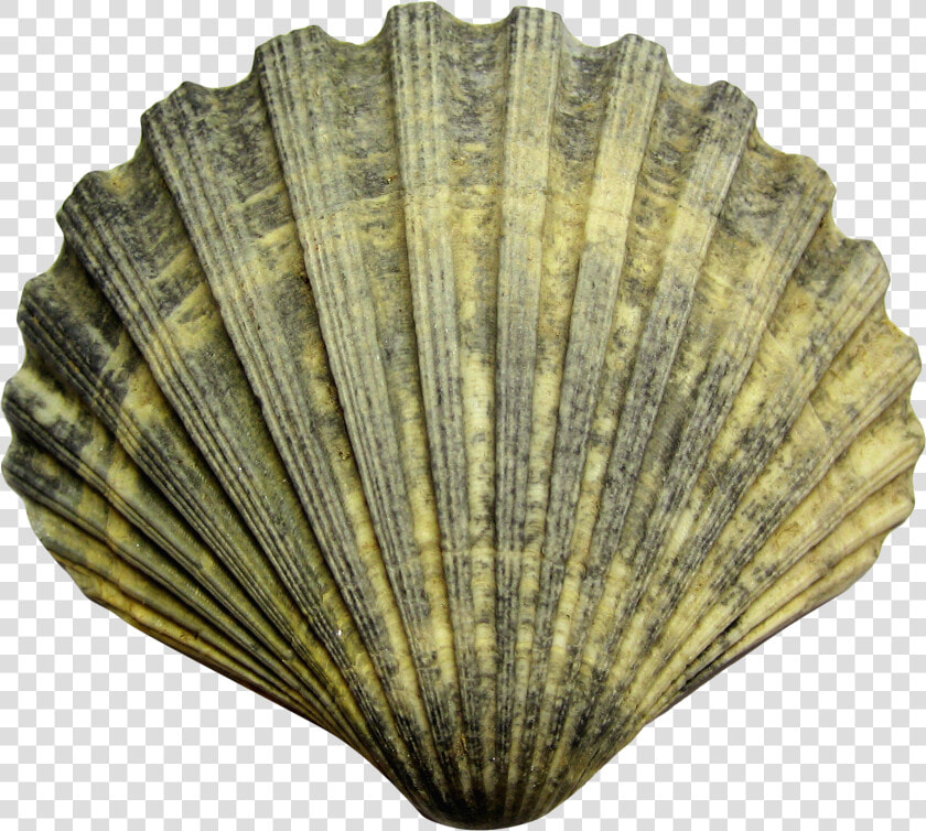 Download Shell Png File   Shell Png  Transparent PngTransparent PNG