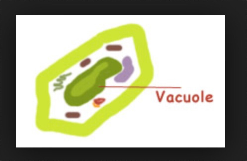 Vacuole In Plant Clipart  HD Png DownloadTransparent PNG