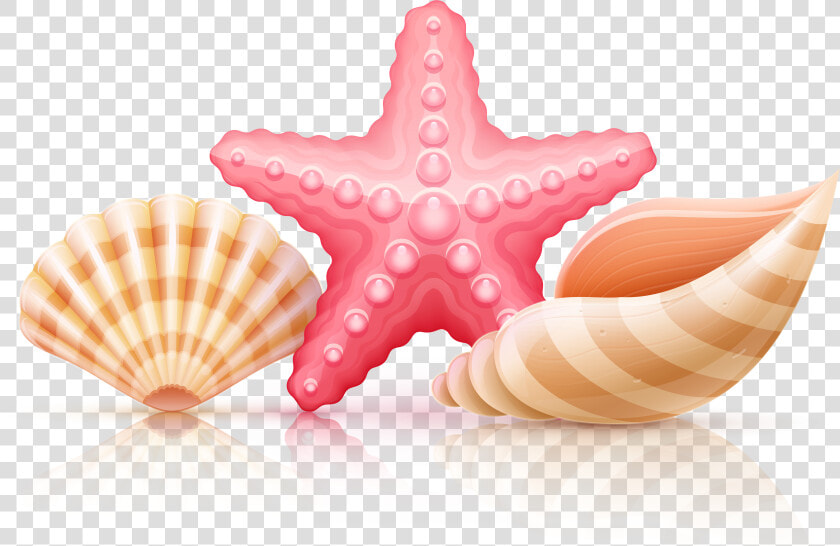 Starfish And Seashells Png   Transparent Background Seashell Clipart  Png DownloadTransparent PNG