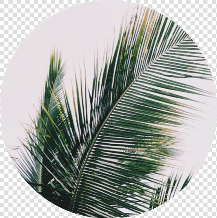  plant  palmtree  nature  plants  leaves  leaf  tumblr   Plants Iphone Home Screen  HD Png DownloadTransparent PNG