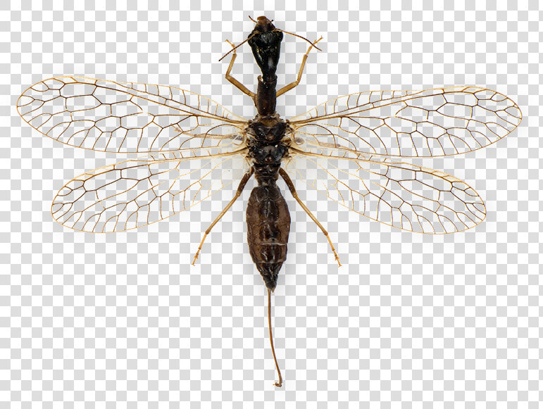 Net winged Insects  HD Png DownloadTransparent PNG