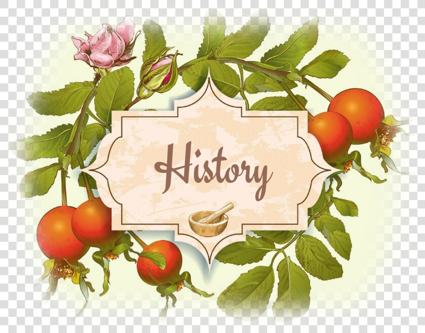 Rosehip Vintage  HD Png DownloadTransparent PNG