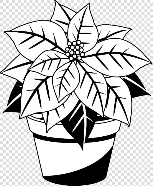 Poinsettia Cliparts Free   Poinsettia Black And White  HD Png DownloadTransparent PNG