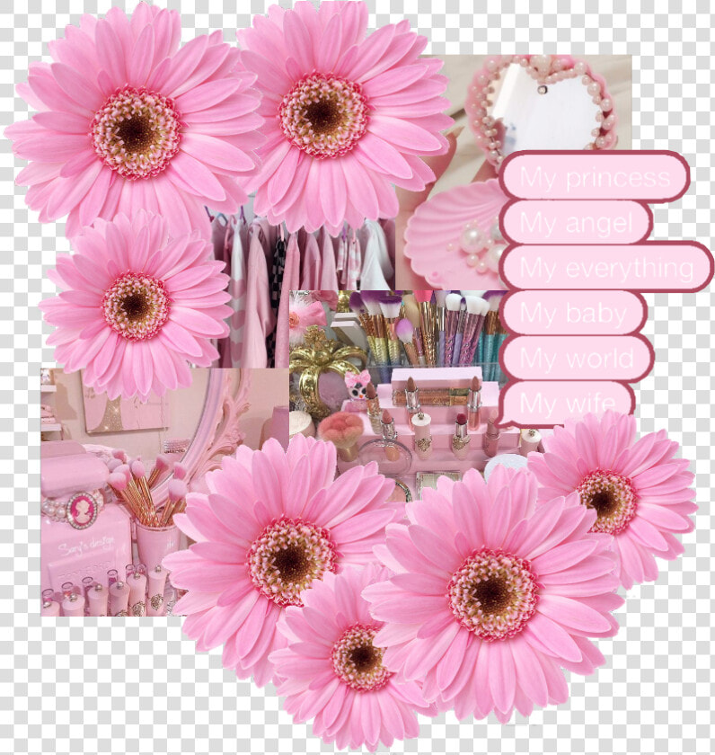  pink  frame   Barberton Daisy  HD Png DownloadTransparent PNG