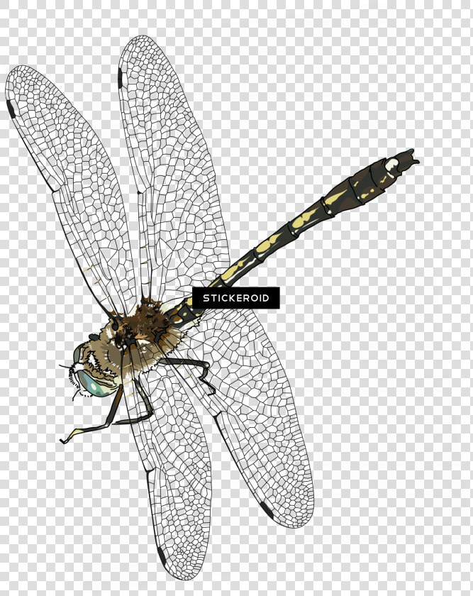 Net winged Insects   Png Download   Net winged Insects  Transparent PngTransparent PNG