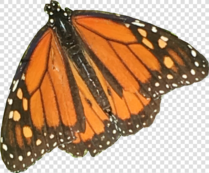  orange  butterfly  monarch  nature  aesthetic  moodboard   Monarch Butterfly  HD Png DownloadTransparent PNG