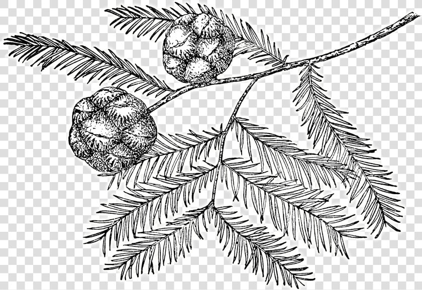 Bald Cypress Tree Drawing  HD Png DownloadTransparent PNG