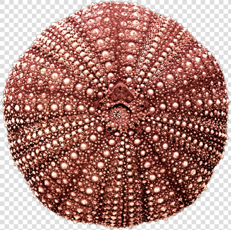 Pin Sea Urchin Clipart Transp   Red Sea Urchin Shell  Strongylocentrotus Sp   HD Png DownloadTransparent PNG