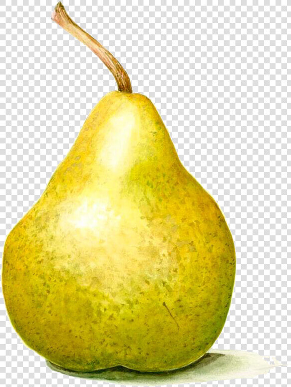 Transparent Avacado Clipart   Photography Still Life Pear  HD Png DownloadTransparent PNG