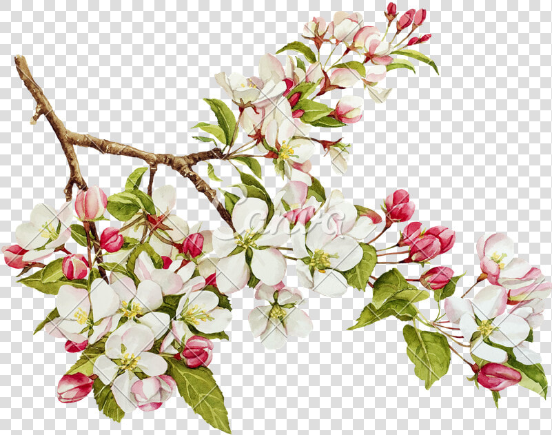 Botanical Watercolor With Spring Apple Tree In Blossom   Apple Tree Botanical Illustration  HD Png DownloadTransparent PNG