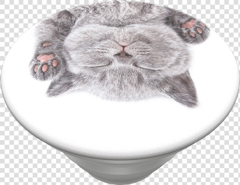 Transparent Chinchilla Png   Claire  39 s Popsocket  Png DownloadTransparent PNG