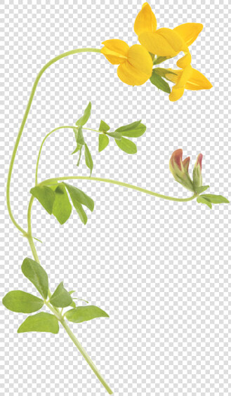 Closeup Photo Of Birdsfoot Trefoil   Bird  39 s Foot Trefoil Transparent  HD Png DownloadTransparent PNG