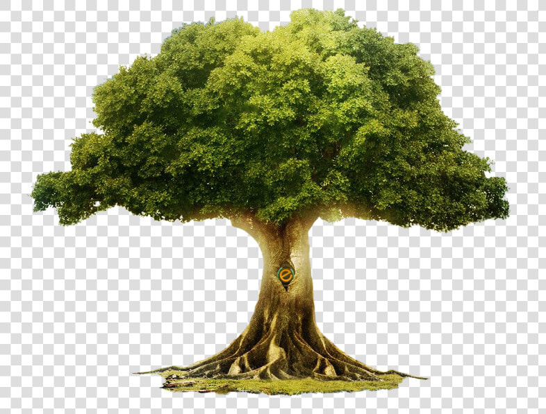 Large Evergreen Trees Australia  HD Png DownloadTransparent PNG