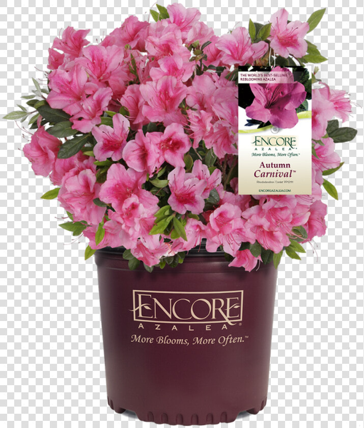 Encore Azalea  HD Png DownloadTransparent PNG