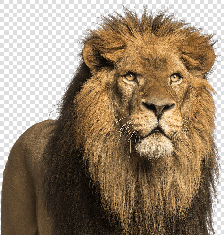 Leao Olhando Para Cima  HD Png DownloadTransparent PNG