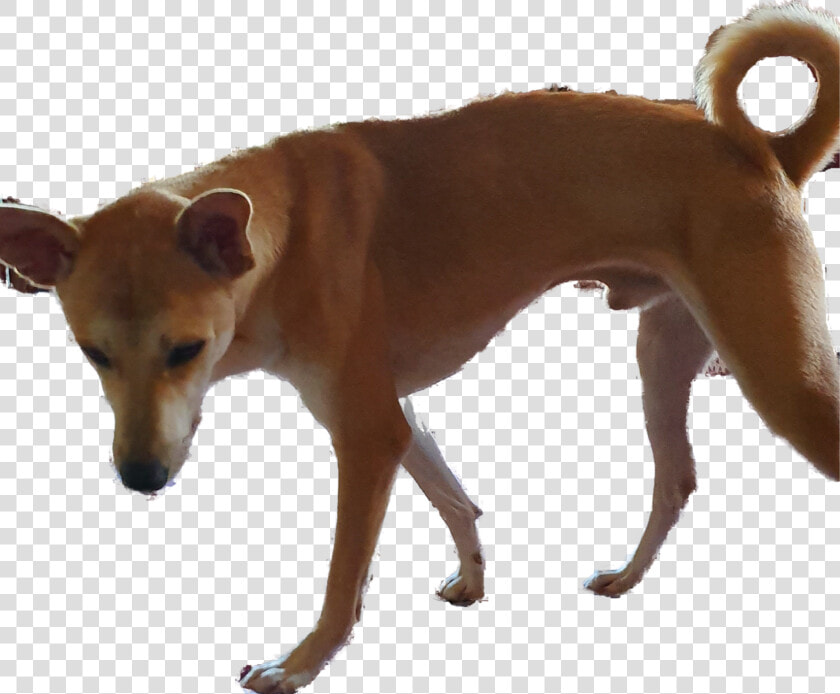 Basenji  HD Png DownloadTransparent PNG