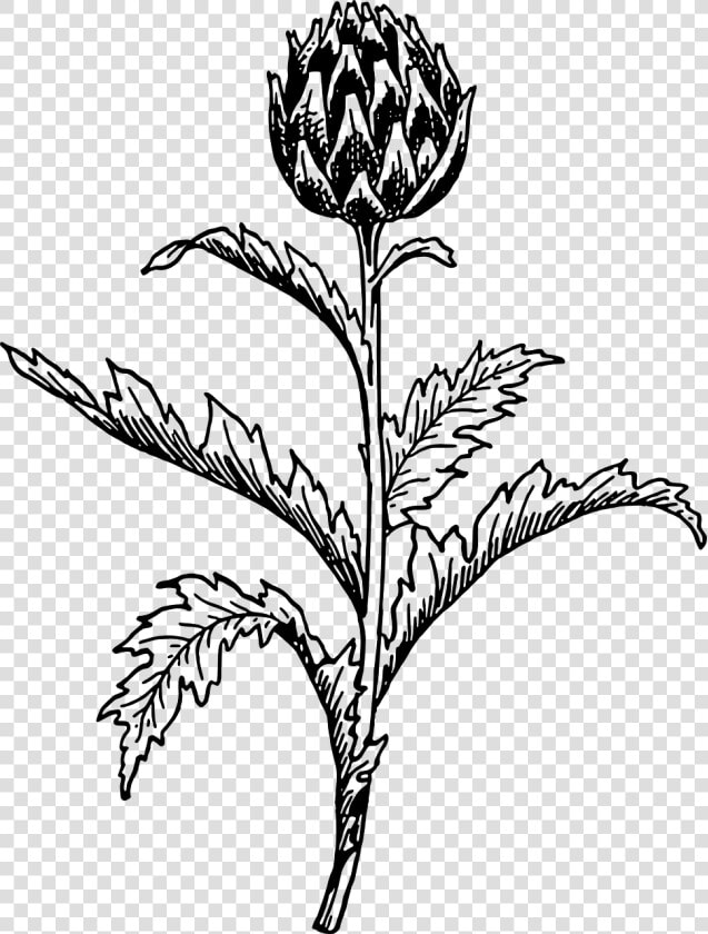 Monochrome   Artichoke Vector  HD Png DownloadTransparent PNG