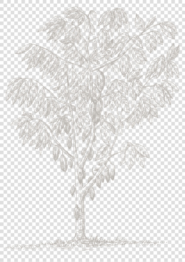 Gambel Oak  HD Png DownloadTransparent PNG