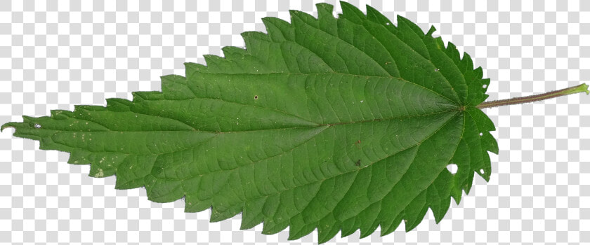 Nettle Png  Transparent PngTransparent PNG