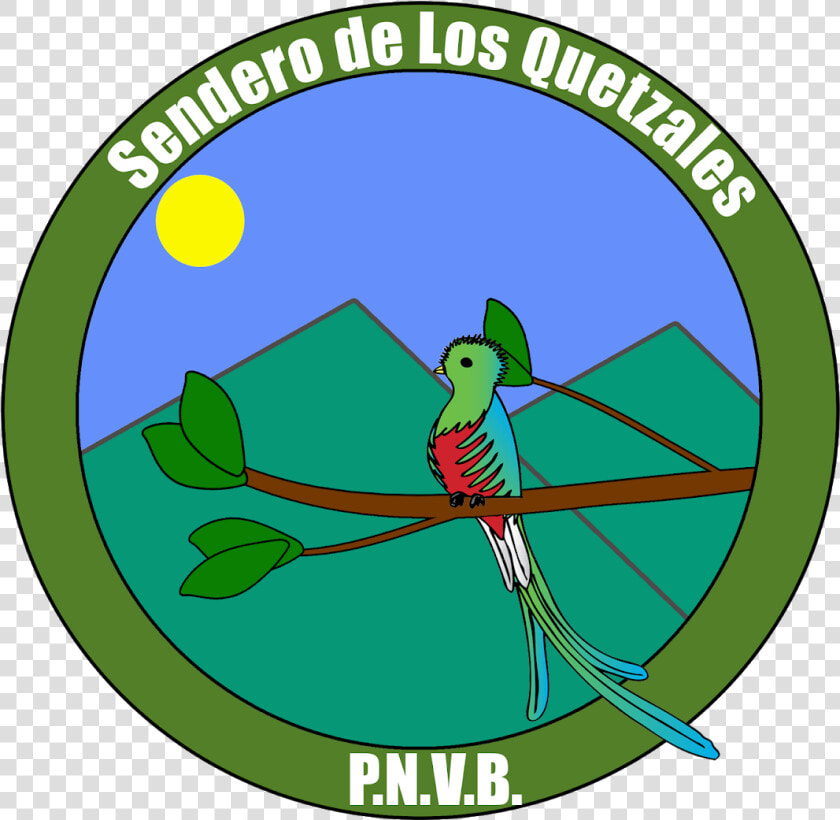 Quetzal Png  Transparent PngTransparent PNG