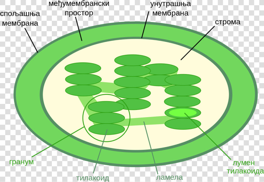 Thylakoid Space In Chloroplast   Png Download   Chloroplast Diagram  Transparent PngTransparent PNG