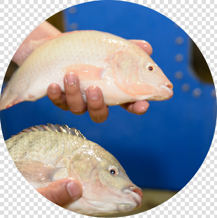 Result   Tilapia   Carp  HD Png DownloadTransparent PNG