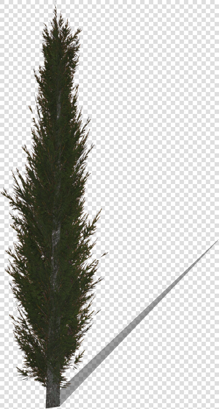 Transparent Cypress Tree Png   Cypress Tree Png  Png DownloadTransparent PNG