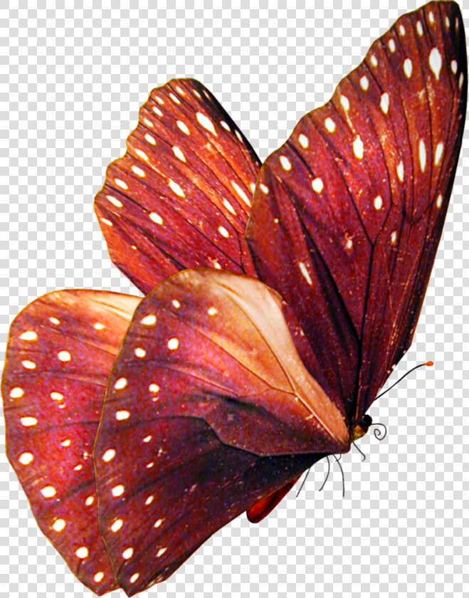 Butterfly Stock By Violettalestrange   Teal Butterfly Png  Transparent PngTransparent PNG